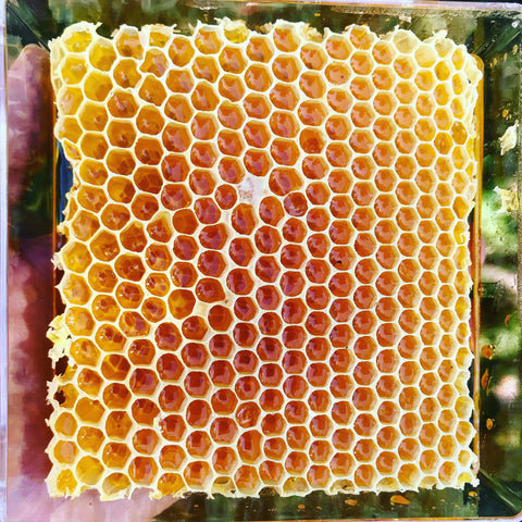 Raw Southern California Comb Honey - San Diego Honey Company®